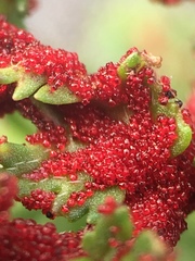 Synchytrium papillatum