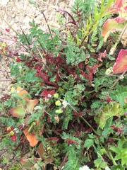 Synchytrium papillatum