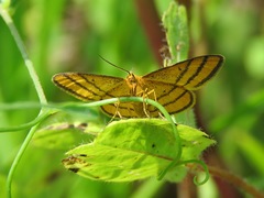 Idaea aureolaria