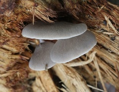 Pleurotus parsonsiae