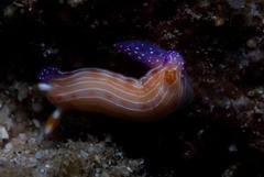 Hypselodoris