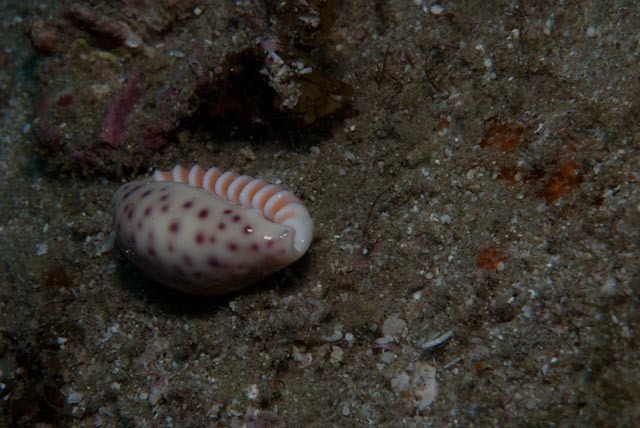 Chinese Cowrie