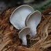 Pleurotus parsonsiae - Photo (c) codfish, some rights reserved (CC BY-NC), uploaded by codfish