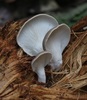 Pleurotus parsonsiae - Photo (c) codfish, some rights reserved (CC BY-NC), uploaded by codfish
