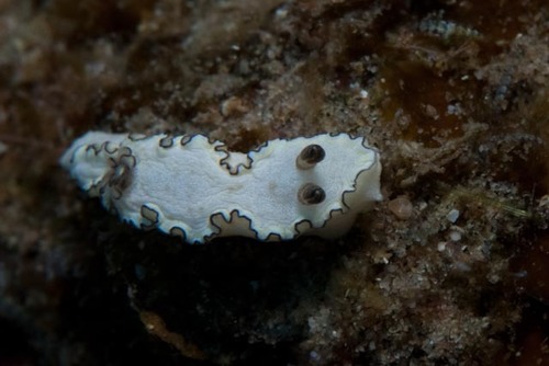 Doriprismatica paladentata