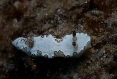 Doriprismatica paladentata