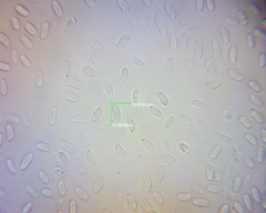 Pleurotus parsonsiae