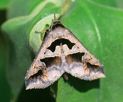 Tephriopis divulsa