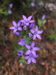 Gilia nevinii