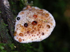 Postia pelliculosa