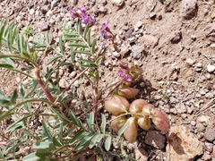 Astragalus
