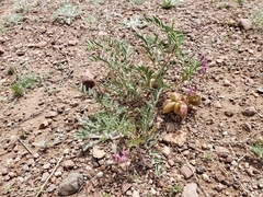 Astragalus