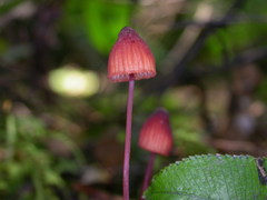 Mycena toyerlaricola