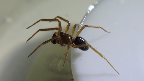 Centromerus sylvaticus