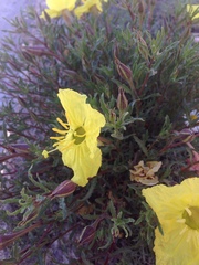Oenothera hartwegii