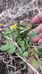 Ranunculus fascicularis