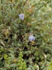 Pholistoma auritum arizonicum