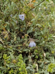 Pholistoma auritum arizonicum