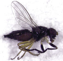 Protopiophila australis