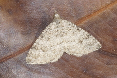 Helastia semisignata