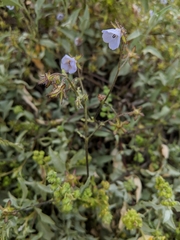 Pholistoma auritum arizonicum