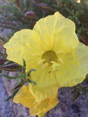 Oenothera hartwegii