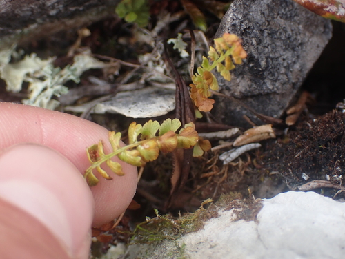 Image of Woodsia glabella by no rights reserved