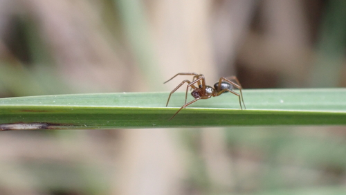 Centromerus sylvaticus