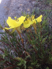 Oenothera hartwegii