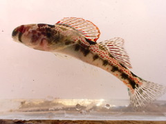Cumberland Snubnose Darter photo 3