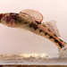 Cumberland Snubnose Darter - Photo (c) Zakqary, some rights reserved (CC BY-NC), uploaded by Zakqary