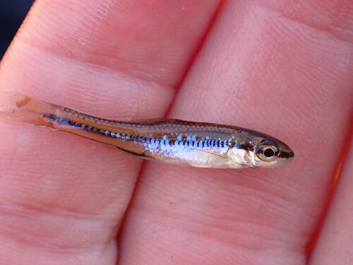Bedrock Shiner