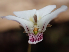 Viola adenothrix