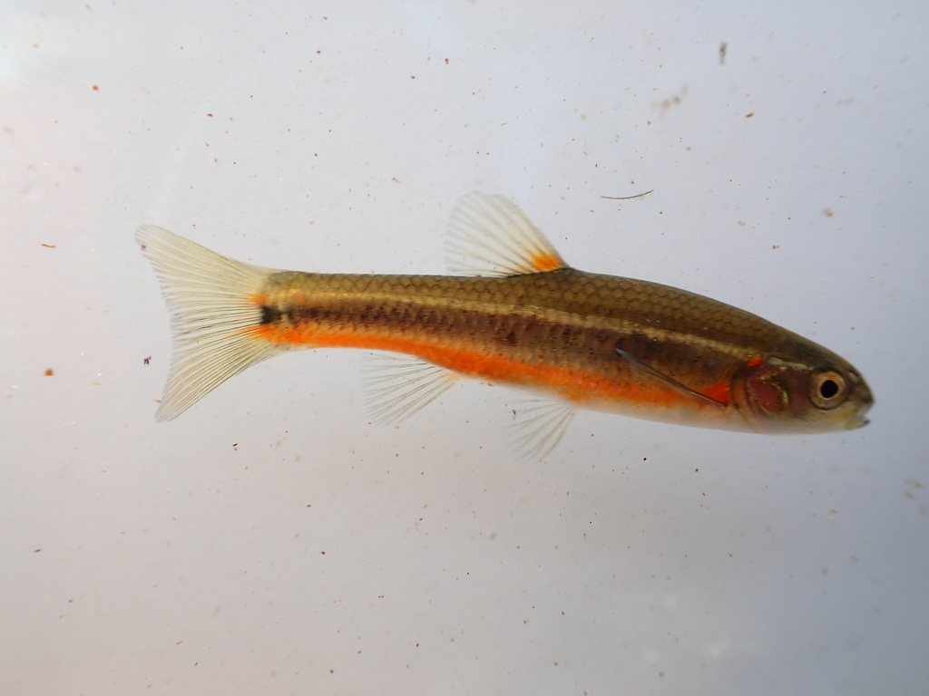 Flame Chub (Hemitremia flammea) — Cyprinidae