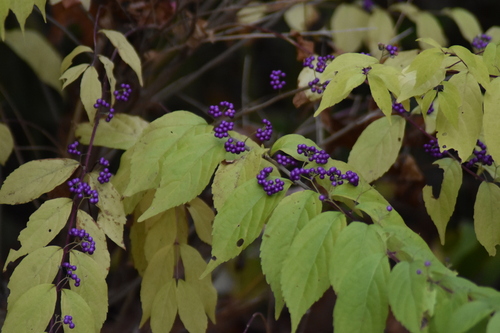 Callicarpa dichotoma, photographed by an iNaturalist contributor