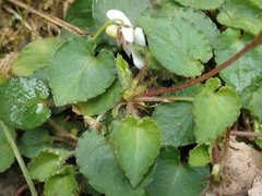 Viola adenothrix