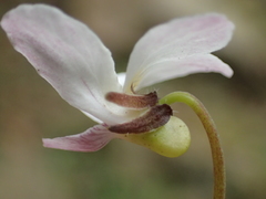 Viola adenothrix