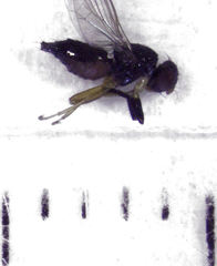 Protopiophila australis