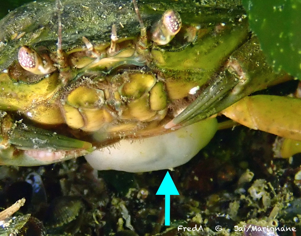 Parasitic Barnacles