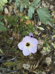 Leptosiphon chrysanthus decorus