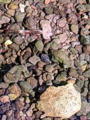 Ambrysus