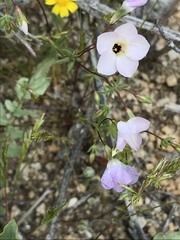 Leptosiphon chrysanthus decorus