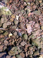 Ambrysus