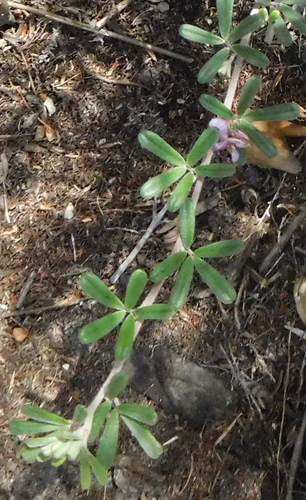 Indigofera outrampsii MS (Indigofera outrampsii)