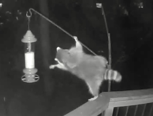 Common Raccoon photographed in Missouri