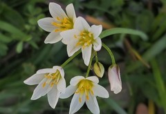 Nothoscordum bivalve