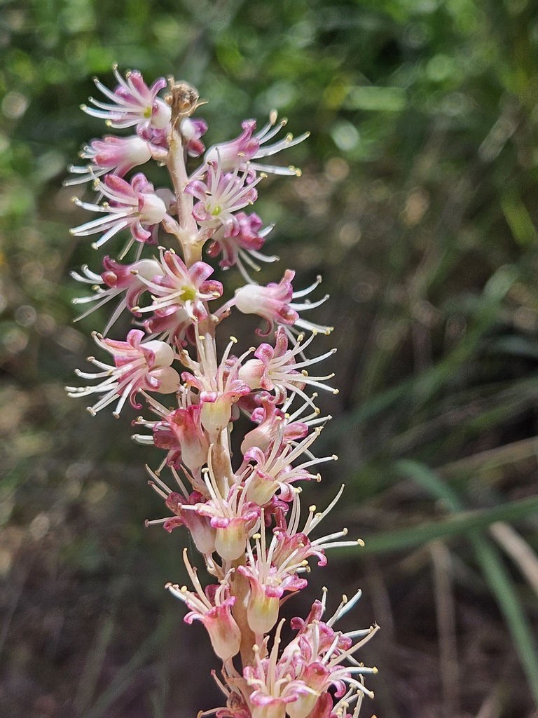 Lachenalia nervosa, Eden, ZA-WC, ZA