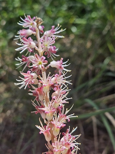 Garden Route Viooltjie (Lachenalia nervosa)