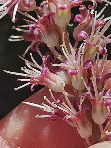 Lachenalia nervosa