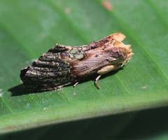 Chadisra bipars